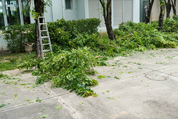 Best Leaf Removal  in Ketchikan, AK